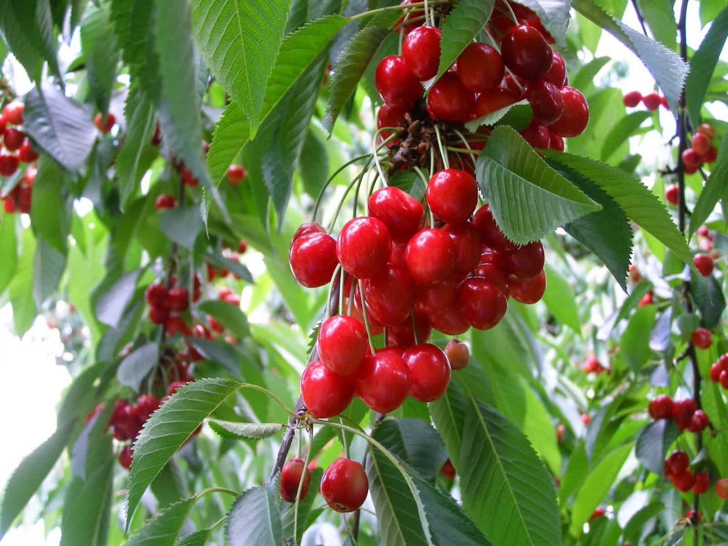 Cara Membuat Sirup Kersen - berita-sulsel.com