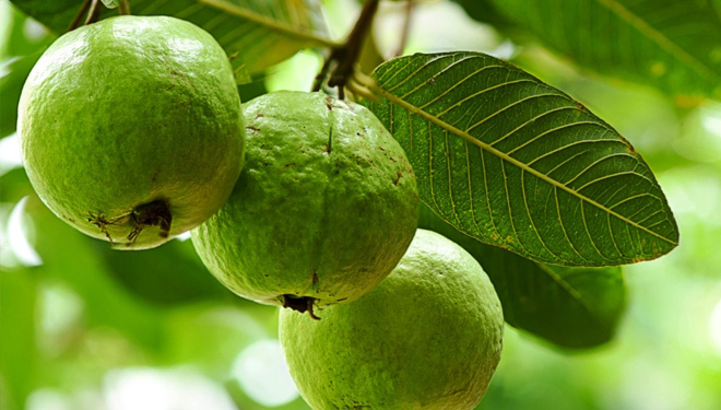 Manfaat Yang Terkandung Dalam Jambu Biji