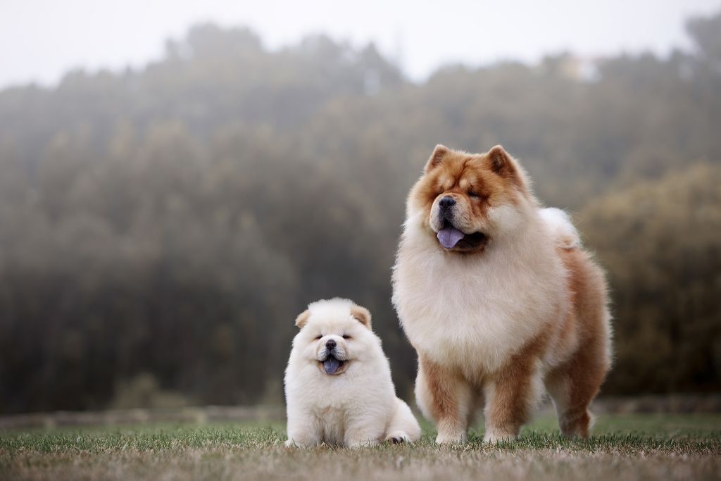 3 Ras Anjing Dari Negara China Yang Cocok Untuk Kamu Jadikan Teman atau Hewan Peliharaan