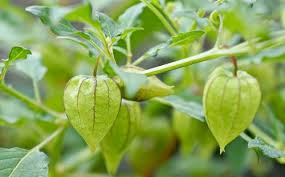Cimplukan si Buah Masa Lalu Penuh Manfaat
