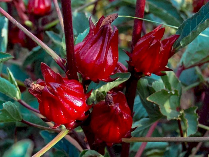 Bunga Rosela, Bunga Penuh Manfaat Kesehatan