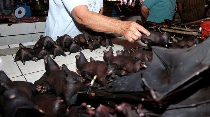 Manfaat Mengonsumsi Daging Kelelawar Untuk Kesehatan Tubuh