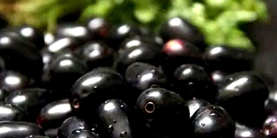 Manfaat Mengkonsumsi Buah Jamblang Atau Juwet