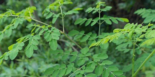 Daun Kelor Berguna Untuk Kesehatan