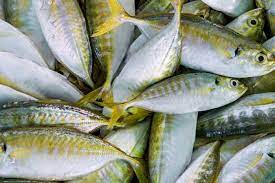 Manfaat Kesehatan Dari Ikan Selar